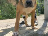 Amerikan Pitbull Terrier