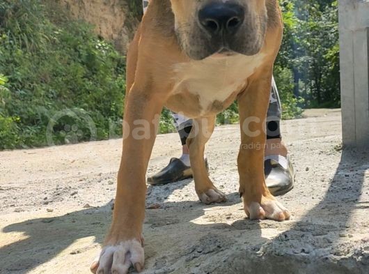 Amerikan Pitbull Terrier görsel