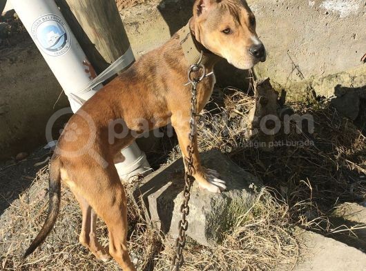 Amerikan Pitbull Terrier görsel