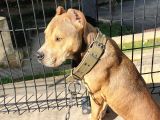 Amerikan Pitbull Terrier