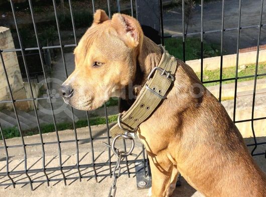 Amerikan Pitbull Terrier