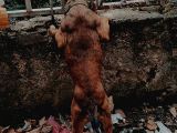 Amerikan Pitbull Terrier