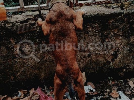 Amerikan Pitbull Terrier görsel