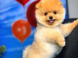 Irk Ve Sağlık Garantili Pomeranian Boo Yavrularımız