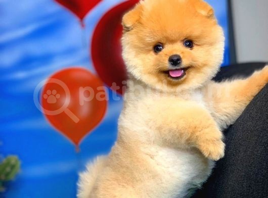 Irk Ve Sağlık Garantili Pomeranian Boo Yavrularımız görsel