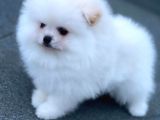 Show Kalite Pomeranian Boo Yavrular