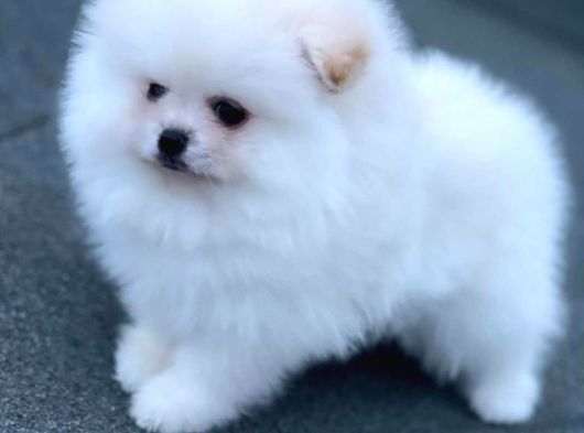Show Kalite Pomeranian Boo Yavrular