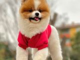 Safkan Teddy Surat Pomeranian Boo
