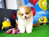 Ayı Surat Pomeranian Boo Yavrularımız
