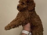 Red Toy Poodle Kızlarımız