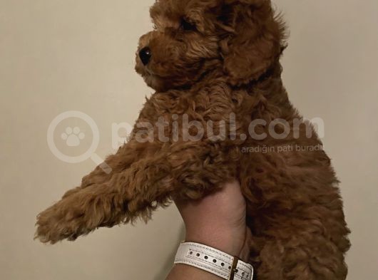 Red Toy Poodle Kızlarımız görsel