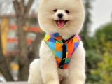 Safkan Teddy Surat Pomeranian Boo