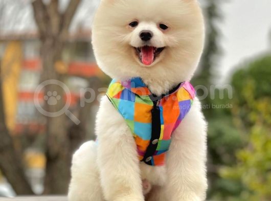 Safkan Teddy Surat Pomeranian Boo görsel