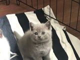Dişi Lila British Shorthair