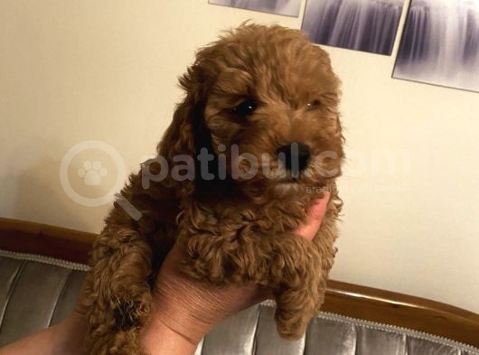 Red Toy Poodle Kızlarımız görsel