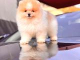 Teddy Face Pomeranian Boo Yavrularimiz