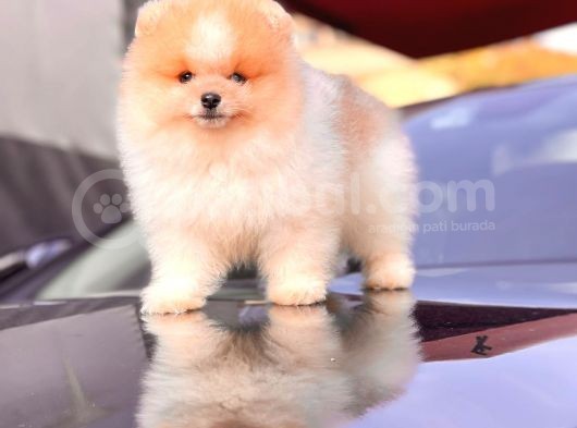 Teddy Face Pomeranian Boo Yavrularimiz görsel