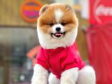 Safkan Teddy Surat Pomeranian Boo