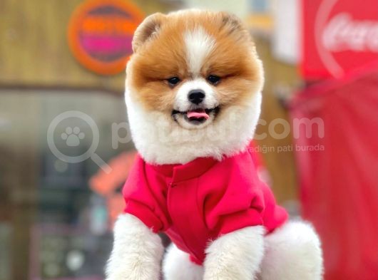 Safkan Teddy Surat Pomeranian Boo