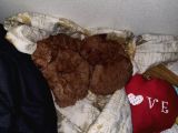 Red Toy Poodle Kızlarımız