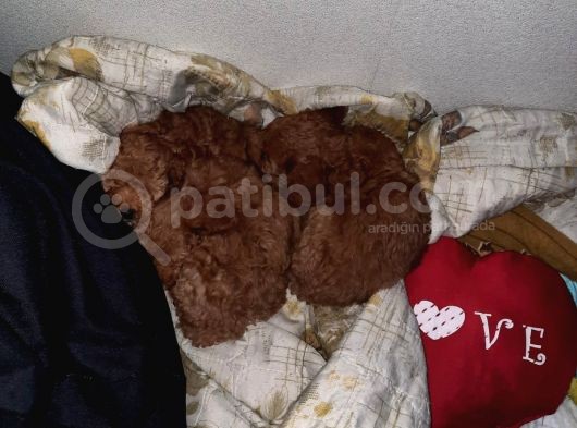 Red Toy Poodle Kızlarımız görsel