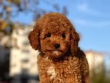 Safkan Red Brown Toy Poodle Yavrularimiz