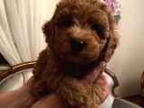 Red Toy Poodle Kızlarımız