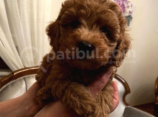 Red Toy Poodle Kızlarımız görsel