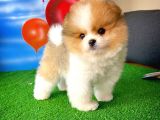 Ayı Surat Pomeranian Boo Yavrularımız