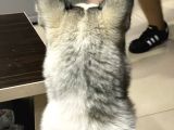 8 Aylık Sibirya Kurdu Akıllı Bütün Aşıları Tam Çipli Kimlikli Bir Köpek