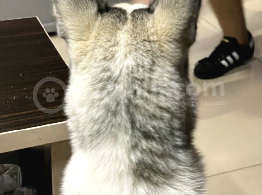 8 Aylık Sibirya Kurdu Akıllı Bütün Aşıları Tam Çipli Kimlikli Bir Köpek görsel