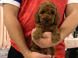 Muhtesem Tuy Yapisi Ile Toy Poodle Bebekler