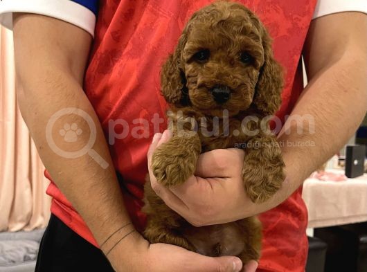 Muhtesem Tuy Yapisi Ile Toy Poodle Bebekler