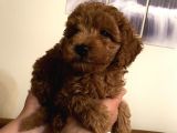 Red Toy Poodle Kızlarımız