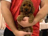 Muhtesem Tuy Yapisi Ile Toy Poodle Bebekler