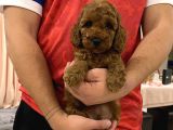 Muhtesem Tuy Yapisi Ile Toy Poodle Bebekler