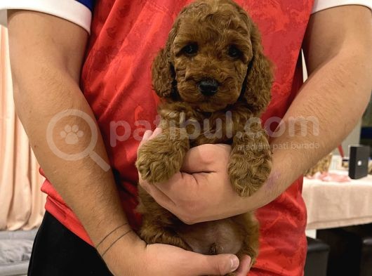 Muhtesem Tuy Yapisi Ile Toy Poodle Bebekler görsel