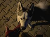 8 Aylık Sibirya Kurdu Akıllı Bütün Aşıları Tam Çipli Kimlikli Bir Köpek