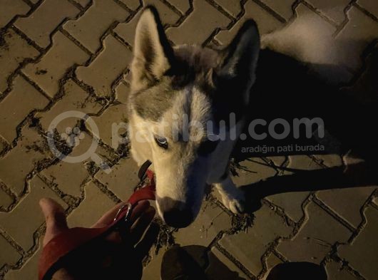 8 Aylık Sibirya Kurdu Akıllı Bütün Aşıları Tam Çipli Kimlikli Bir Köpek görsel