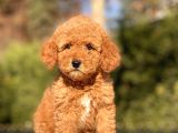Muhtesem Guzellikte Toy Poodle Yavrularimiz