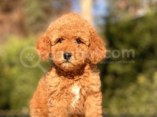 Muhtesem Guzellikte Toy Poodle Yavrularimiz görsel