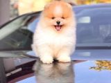 Teddy Face Pomeranian Boo Yavrularimiz