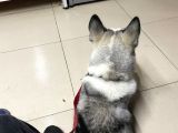 8 Aylık Sibirya Kurdu Akıllı Bütün Aşıları Tam Çipli Kimlikli Bir Köpek