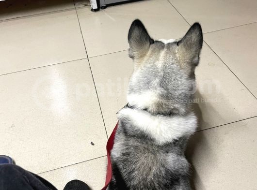 8 Aylık Sibirya Kurdu Akıllı Bütün Aşıları Tam Çipli Kimlikli Bir Köpek