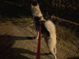 8 Aylık Sibirya Kurdu Akıllı Bütün Aşıları Tam Çipli Kimlikli Bir Köpek