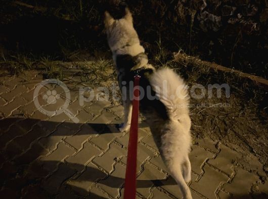 8 Aylık Sibirya Kurdu Akıllı Bütün Aşıları Tam Çipli Kimlikli Bir Köpek görsel