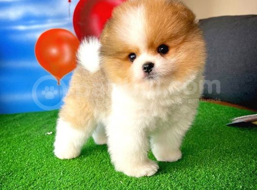 Ayı Surat Pomeranian Boo Yavrularımız görsel