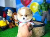 Ayı Surat Pomeranian Boo Yavrularımız
