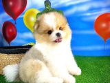 Ayı Surat Pomeranian Boo Yavrularımız