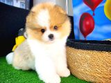 Ayı Surat Pomeranian Boo Yavrularımız